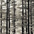 Into The Woods Photograph by Ana V Ramirez Into The Woods Photograph by Ana V Ramirez