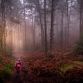 Into the woods Photograph by Chris Boulton Into the woods Photograph by Chris Boulton