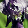 Into the World of the Iris Photograph by Kathy McClure Into the World of the Iris Photograph by Kathy McClure