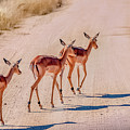 Intrepid Trio in Kruger National Park Photograph by Marcy Wielfaert Intrepid Trio in Kruger National Park Photograph by Marcy Wielfaert