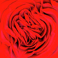 Intricate Red Rose by Elvira Peretsman