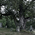 Iowaville Cemetery Photograph by Ron Long Iowaville Cemetery Photograph by Ron Long