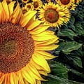 Iphonography Sunflower 3 Photograph by Julie Powell Iphonography Sunflower 3 Photograph by Julie Powell