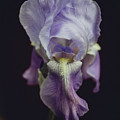 Iris Photograph by Denise Kopko Iris Photograph by Denise Kopko