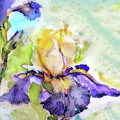 Iris Flower  by Lisa Kaiser