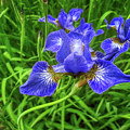 Iris flowers Photograph by Tatiana Travelways Iris flowers Photograph by Tatiana Travelways