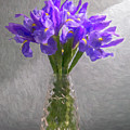 Iris Still Life Photograph by Ginger Stein Iris Still Life Photograph by Ginger Stein