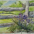 Irises Painting by Sheila Romard Irises Painting by Sheila Romard