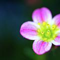 Irish saxifrage Saxifraga rosacea flower macro Photograph by Viktor Wallon-Hars Irish saxifrage Saxifraga rosacea flower macro Photograph by Viktor Wallon-Hars