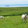 Irish Sheep by Holly Ross