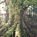 Irish Tree Painting by Don Morgan Irish Tree Painting by Don Morgan