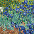 Irises Painting by Vincent Van Gogh Irises Painting by Vincent Van Gogh