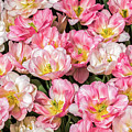 Irresistible Peach Blossom Tulips Photograph by Elvira Peretsman Irresistible Peach Blossom Tulips Photograph by Elvira Peretsman