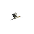 Isolated Great Egret 2016 Photograph by Thomas Young Isolated Great Egret 2016 Photograph by Thomas Young