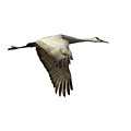 Isolated Sandhill Crane 1-2021 Photograph by Thomas Young Isolated Sandhill Crane 1-2021 Photograph by Thomas Young