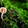 Itty Bitty Mushroom Photograph by Evan Foster Itty Bitty Mushroom Photograph by Evan Foster