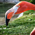 I've Got My Eye on You Photograph by David Levin I've Got My Eye on You Photograph by David Levin