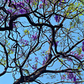Jacarandas by Leslie Brashear
