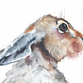 A Hare Named Jack by Jani Freimann