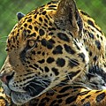 Jaguar Profile Photograph by David Desautel Jaguar Profile Photograph by David Desautel