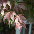 Japanese Maple Photograph by Heather E Harman Japanese Maple Photograph by Heather E Harman