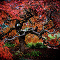 Japanese Maple Photograph by Vicki Walsh Japanese Maple Photograph by Vicki Walsh