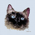Jasper,  a Black, Blue-eyed Persian Cat by Bamalam Art