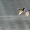 Javan Pond Heron flying by by Anges Van der Logt
