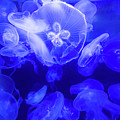 Jellyfish in the Water Photograph by Beachtown Views Jellyfish in the Water Photograph by Beachtown Views