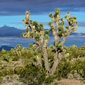 Joshua Tree by Pamela McDaniel