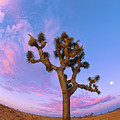 Joshua Tree Swirl by Paul Breitkreuz