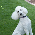Journey Standard Poodle by Christy Garavetto