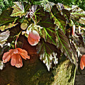 July Garden Visit Orange Begonia Photograph by Janis Senungetuk July Garden Visit Orange Begonia Photograph by Janis Senungetuk