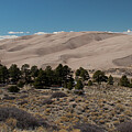 Junipers and Dunes by Julia McHugh
