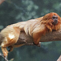 Just Chillin by Richard Reeve