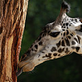 Giraffe - Just Like a Lollipop Photograph by Tina Horne Giraffe - Just Like a Lollipop Photograph by Tina Horne