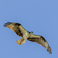 Just Soaring by Gordon Elwell