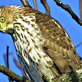 Juvenile Coopers Hawk Are you talkin' to me? Photograph by Linda Stern Juvenile Coopers Hawk Are you talkin' to me? Photograph by Linda Stern