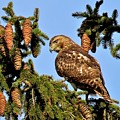 Juvenile Red-Tailed Hawk Perched Among the Pine Cones Photograph by Linda Stern Juvenile Red-Tailed Hawk Perched Among the Pine Cones Photograph by Linda Stern