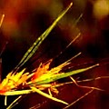 Kangaroo grass Photograph by Viva Anderson