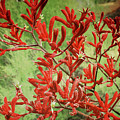Kangaroo Paws Photograph by Elaine Teague Kangaroo Paws Photograph by Elaine Teague
