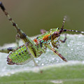 Katydid Nymph Photograph by Karen Rispin Katydid Nymph Photograph by Karen Rispin