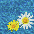 Keep your sunny days by the pool Photograph by Adriana Mueller Keep your sunny days by the pool Photograph by Adriana Mueller