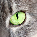Keeping An Eye On You Photograph by Lens Art Photography By Larry Trager Keeping An Eye On You Photograph by Lens Art Photography By Larry Trager
