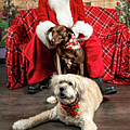Kellie and Annie with Santa 2 Photograph by Christopher Holmes Kellie and Annie with Santa 2 Photograph by Christopher Holmes