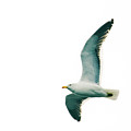 Kelp Gull In Flight Photograph by Jeff at JSJ Photography Kelp Gull In Flight Photograph by Jeff at JSJ Photography