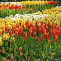 Keukenhof Gardens V Photograph by Jim Miller Keukenhof Gardens V Photograph by Jim Miller