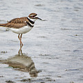 KIlldeer at Cedar Island Beach Photograph by Bob Decker KIlldeer at Cedar Island Beach Photograph by Bob Decker