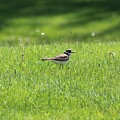 KIlldeer in the Meadow by Christopher Reed