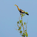 King of the Marsh Photograph by Gordon Elwell King of the Marsh Photograph by Gordon Elwell